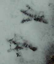 bird feet